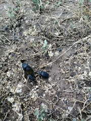 Gymnopleurus mopsus
