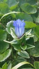 Gentiana platypetala