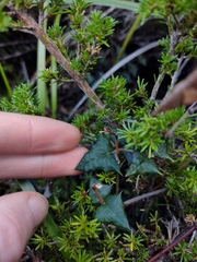 Platylobium triangulare