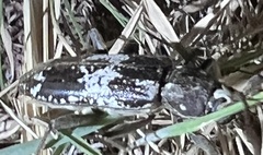 Enaphalodes taeniatus