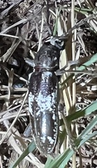 Enaphalodes taeniatus