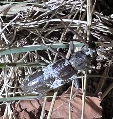 Enaphalodes taeniatus
