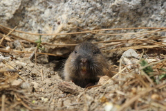 Thomomys umbrinus