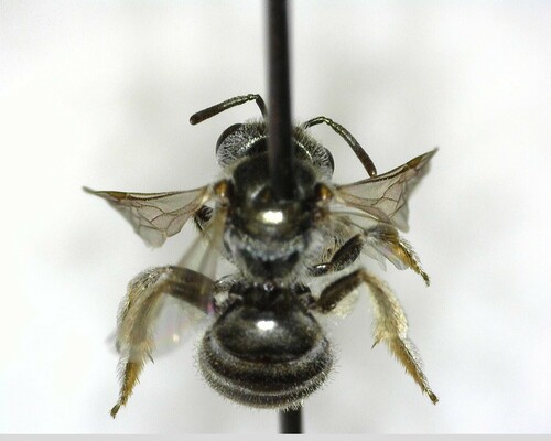 iNaturalist observation photo of Tripartite Sweat Bee