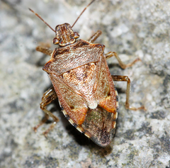 Podisus serieventris