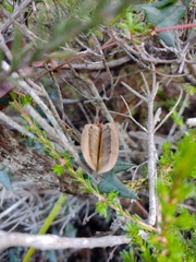 Platylobium triangulare