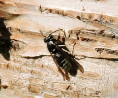 Vespula consobrina