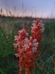 Orobanche kochii
