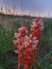 Orobanche kochii