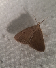 Zanclognatha protumnusalis