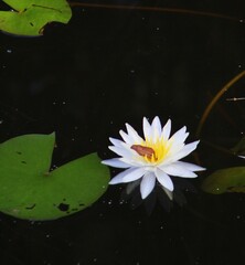Nymphaea elegans