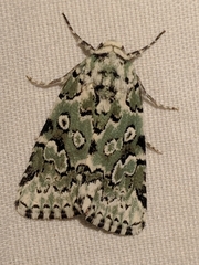 Bryolymnia viridata