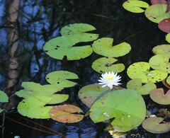 Nymphaea elegans