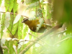 Kleinothraupis atropileus