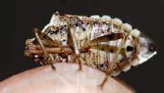Podisus serieventris