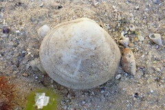 Pseudarcopagia decora