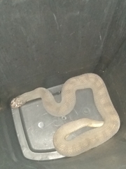 Nerodia erythrogaster