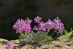 Oxytropis lambertii