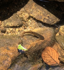 Oreonectes platycephalus