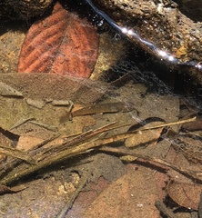 Oreonectes platycephalus