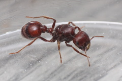 Pogonomyrmex rugosus