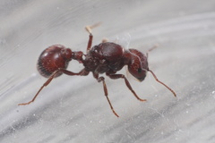Pogonomyrmex rugosus