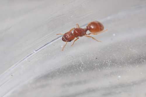 Pheidole furtivaPheidole furtiva