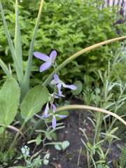 Matthiola longipetala