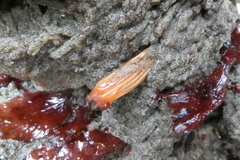 Styela montereyensis