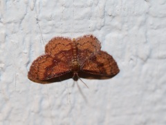 Leptostales rubromarginaria