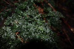 Hymenophyllum australe
