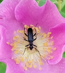 Grammoptera subargentata