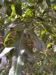 Hicksbeachia pinnatifolia