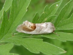 Tarache terminimaculata