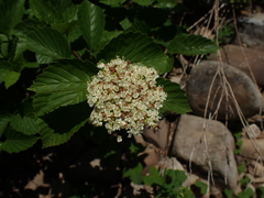 Viburnum alabamense