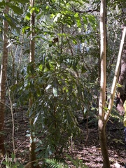 Hicksbeachia pinnatifolia