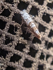 Cameraria hamadryadella