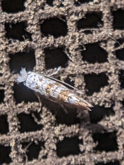 Cameraria hamadryadella