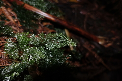 Hymenophyllum australe