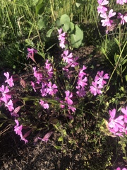 Silene pendula