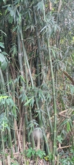 Bambusa beecheyana