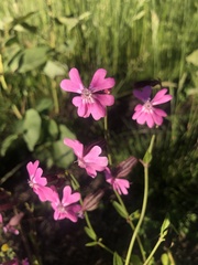 Silene pendula