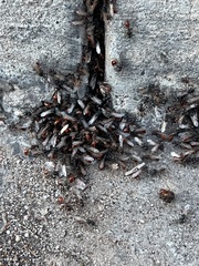 Pogonomyrmex rugosus