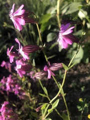 Silene pendula