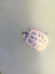 Trachemys scripta scripta