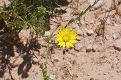 Xanthisma texanum drummondii