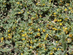 Acmispon heermannii heermannii