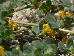 Acmispon heermannii heermannii