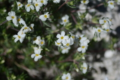 Leptosiphon nuttallii