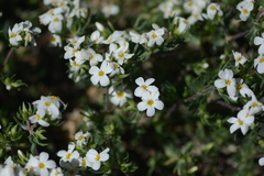 Leptosiphon nuttallii